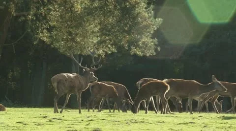 Red deer stag chasing hind - cervus elaphus 11p Stock Footage 12273000