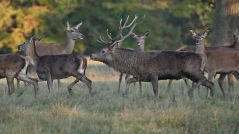 Red Deer Stag Chasing Hinds Stock Footage 319291266