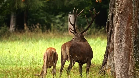 Red Deer Stag During Rut – 4K Wildlife Stock-Footage 320935716