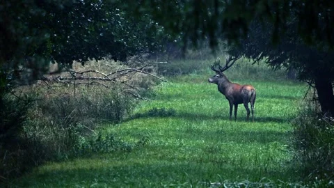 Red Deer Stag During Rut – Cinematic Wildlife 4K Stock-Footage 320975092