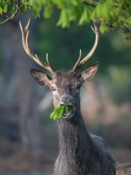 A red deer stag eats a leaf. Stock Photos