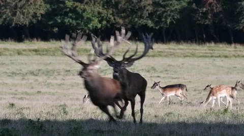 Red deer stag fighting with rival and chasing him away during rut in autumn Video stock 68316126