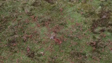Red deer, stag  Video stock 163224326