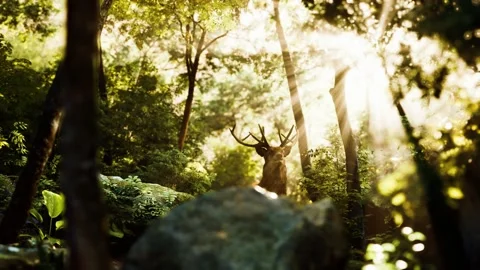 Red deer stag in forest Stock Footage 144701518
