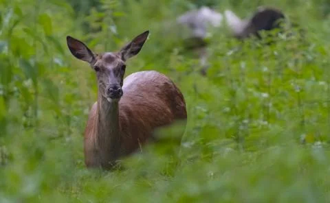 Red deer stag in forest Stock Photos