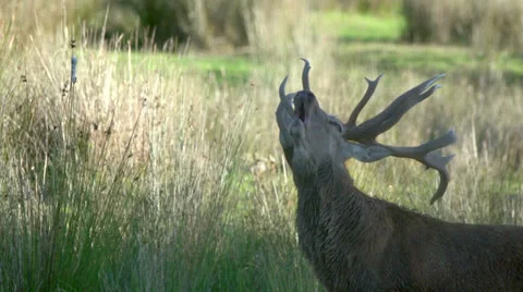 Red deer stag give a load call. Stock Footage 22628191