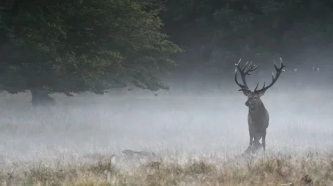 Red deer stag in grassland at forest's edge in mist during rut in autumn Stock Footage