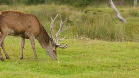 Red Deer Stag Grazing in Scottish Highlands Moorland 스톡 동영상 324025629