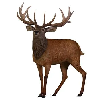 Red Deer Stag Stock Illustration