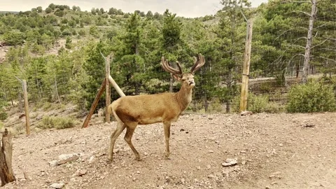 Red deer stag with large velvet antlers standing in forest enclosure Stock Footage 345602977