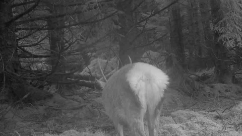 Red Deer Stag Looking at Camera, Walking, Shaking Off Rain,  Skye Wildlife Stock Footage 197383448