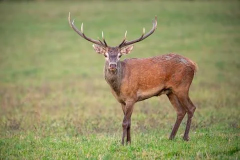 Red deer stag looking to camera on a green meadow Stock Photos