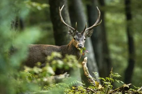 Red deer stag looking into camera wit green leafs in mouth in tranquil summer Stock Photos