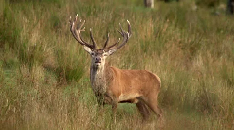 Red deer stag looking in rugged NZ. Stock Footage 22605754
