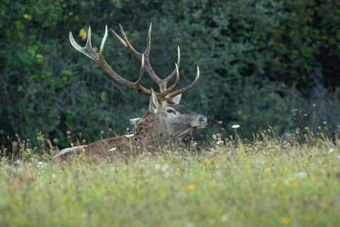 Red deer stag lying down looking aside on hay field with flowers in autumn Stock Photos