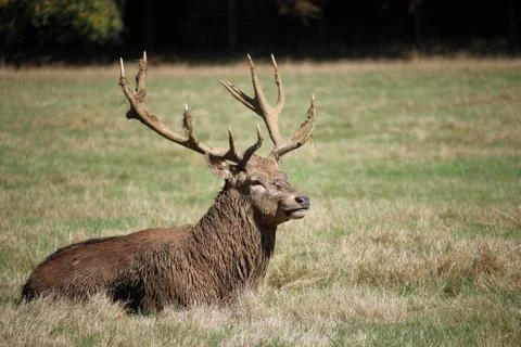 Red deer stag lying down Stock Photos