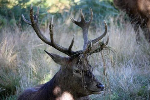 Red deer stag lying down Stock Photos