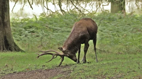 Red Deer Stag marking its' territory Stock Footage 54992743