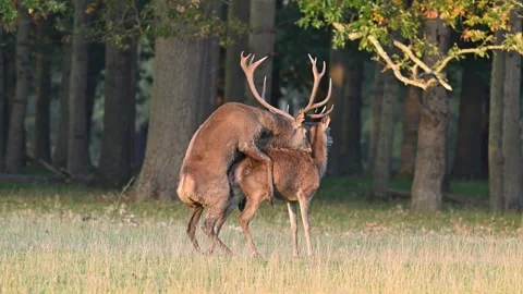 Red Deer Stag Mating With Hind Stock Footage 319291448