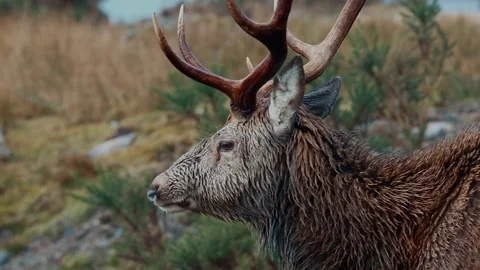 Red deer Stag in a meadow below the glen Stock Footage 201333999