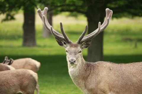 Red Deer Stag 库存照片