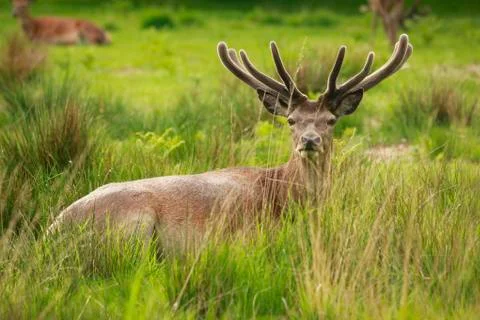 Red Deer Stag 库存照片