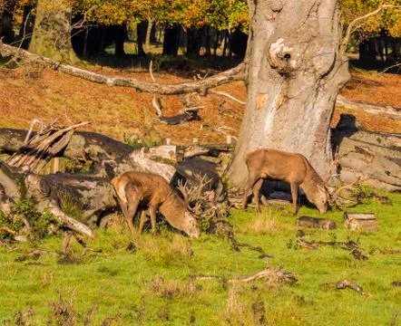 Red deer stag Stock Photos