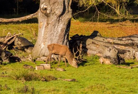 Red deer stag Stock Photos