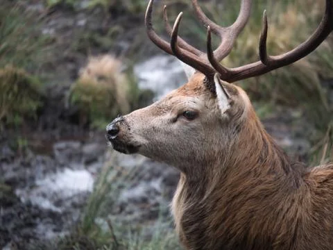 Red deer stag Stock Photos