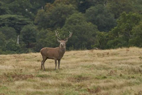 Red Deer stag Stock Photos