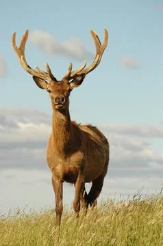 Red Deer Stag Stock Photos