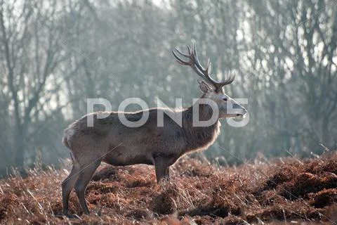 Red deer stag portrait in autumn fall winter forest landscape Stock Photos