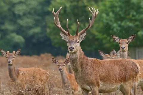 Red deer stag posing with the herd Foto stock