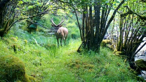 Red Deer Stag Reacts To Camera Before Stepping Down Into The River, Isle of Skye 库存影片 340550052