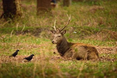 Red Deer Stag Resting with Jackdaws Stock Photos