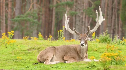 Red Deer Stag Resting in Lush Scottish Highlands Meadow Stockbeeldmateriaal 321792974