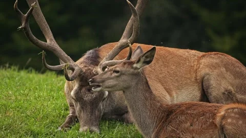 Red Deer Stag Resting with Young Hind Ruminating – 4K Wildlife 스톡 동영상 320935910