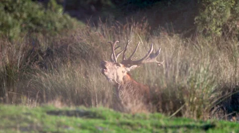 Red deer stag roaring in breeding season. Stock Footage 22625441