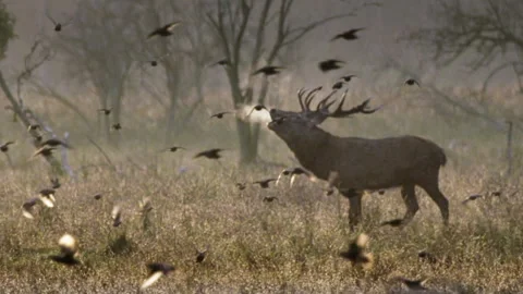 Red deer stag roaring during mating season Stock Footage 328161666
