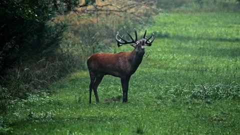 Red Deer Stag Roaring – Rut Season 4K Stock-Footage 320975093