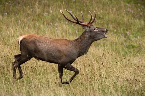 Red deer stag roaring while galloping on a meadow with yellow grass in autumn Stock Photos