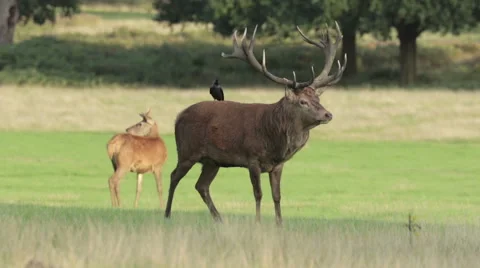 Red Deer stag roars Stock Footage 55261840