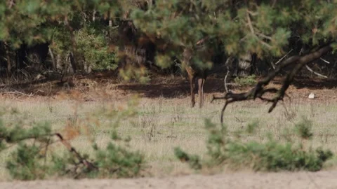 Red deer stag scraping ground with antlers during rutting season 動画素材 218231314