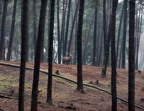 Red deer stag standing in pine tree forest. Stock Photos