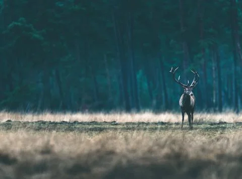 Red deer stag standing solitary in forest meadow. Stock Photos
