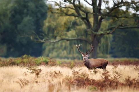 Red Deer stag standing under an old large tree during rutting season Stock Photos