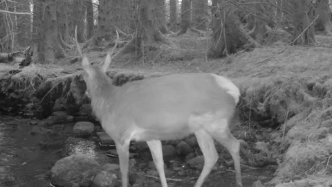 Red Deer Stag stops, looks at camera then crosses the burn. Isle of Skye Stock Footage 237174814