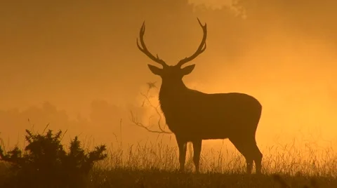 Red Deer Stag at sunrise, Stock Video