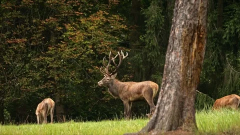 Red Deer Stag Surrounded by Hinds During Rut – 4K Wildlife 動画素材 320935836
