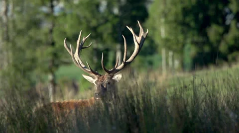 Red deer stag with trees in backround. Stock Footage 22607692